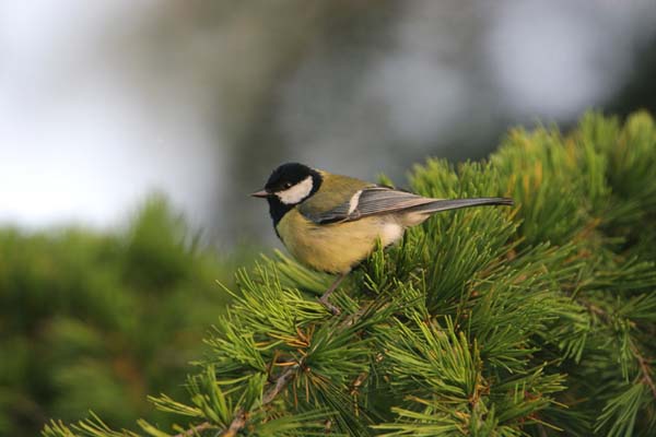  Image name: cinciallegra2.jpg 
 width: 600 pixel 
 height: 400 pixel 
 Size: 30212 bytes 
 Click to enlarge 