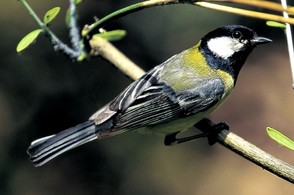  Image name: cinciallegra3.jpg 
 width: 425 pixel 
 height: 283 pixel 
 Size: 76097 bytes 
 Click to enlarge 