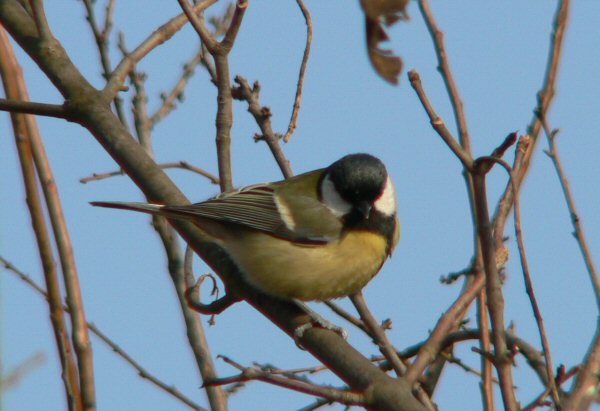  Image name: cinciallegra6.jpg 
 width: 600 pixel 
 height: 411 pixel 
 Size: 60282 bytes 
 Click to enlarge 