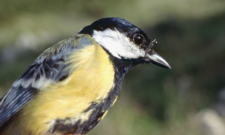  Image name: Cinciallegra8.jpg 
 width: 738 pixel 
 height: 443 pixel 
 Size: 89721 bytes 
 Click to enlarge 