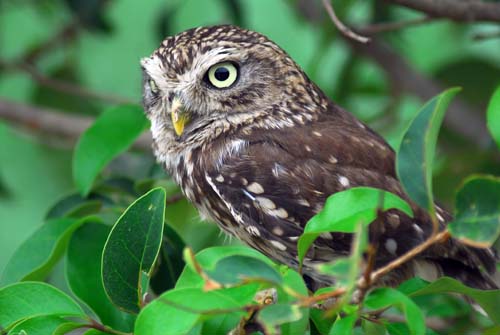  Image name: civetta4.jpg 
 width: 500 pixel 
 height: 335 pixel 
 Size: 64320 bytes 
 Click to enlarge 