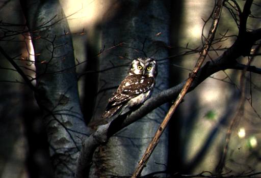  Image name: civetta5.jpg 
 width: 512 pixel 
 height: 350 pixel 
 Size: 25504 bytes 
 Click to enlarge 