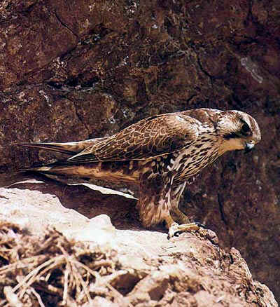  Image name: falco5.jpg 
 width: 400 pixel 
 height: 438 pixel 
 Size: 34623 bytes 
 Click to enlarge 