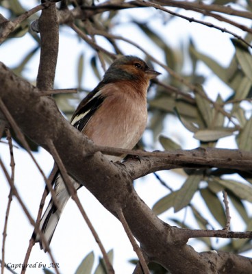  Image name: fringuello3.jpg 
 width: 368 pixel 
 height: 400 pixel 
 Size: 46924 bytes 
 Click to enlarge 