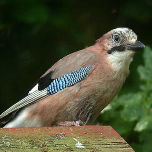  Image name: ghiandaia.jpg 
 width: 299 pixel 
 height: 300 pixel 
 Size: 24661 bytes 
 Click to enlarge 