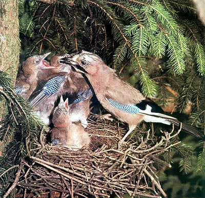  Image name: ghiandaia5.jpg 
 width: 400 pixel 
 height: 386 pixel 
 Size: 74270 bytes 
 Click to enlarge 