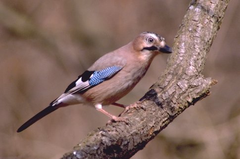  Image name: ghiandaia6.jpg 
 width: 485 pixel 
 height: 322 pixel 
 Size: 27845 bytes 
 Click to enlarge 