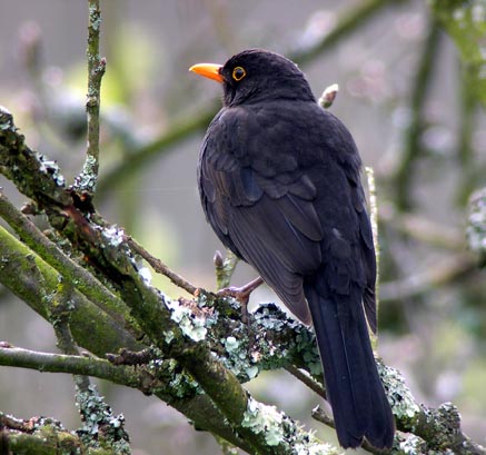  Image name: merlo4.jpg 
 width: 437 pixel 
 height: 409 pixel 
 Size: 63188 bytes 
 Click to enlarge 