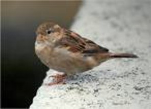  Image name: passero.jpg 
 width: 296 pixel 
 height: 215 pixel 
 Size: 12724 bytes 
 Click to enlarge 