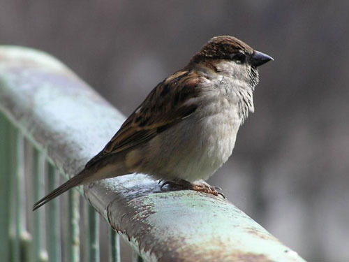  Image name: passero2.jpg 
 width: 500 pixel 
 height: 375 pixel 
 Size: 32409 bytes 
 Click to enlarge 