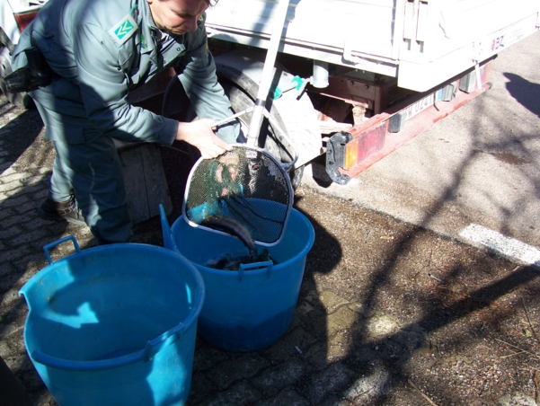  Image name: Pesca15.jpg 
 width: 601 pixel 
 height: 452 pixel 
 Size: 256627 bytes 
 Click to enlarge 