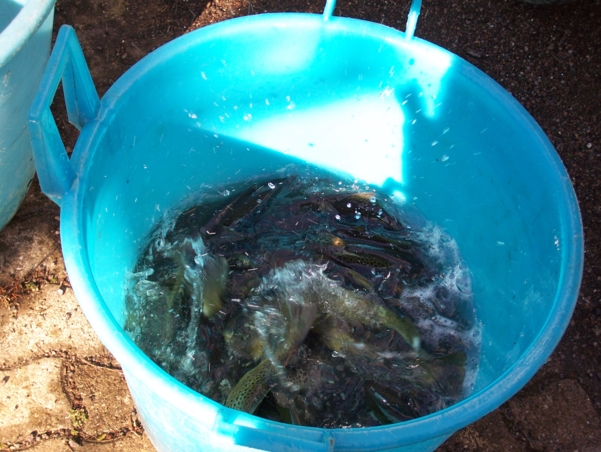  Image name: Pesca16.jpg 
 width: 601 pixel 
 height: 452 pixel 
 Size: 252027 bytes 
 Click to enlarge 