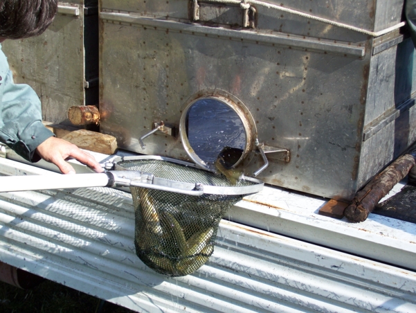  Image name: Pesca33.jpg 
 width: 601 pixel 
 height: 452 pixel 
 Size: 255684 bytes 
 Click to enlarge 