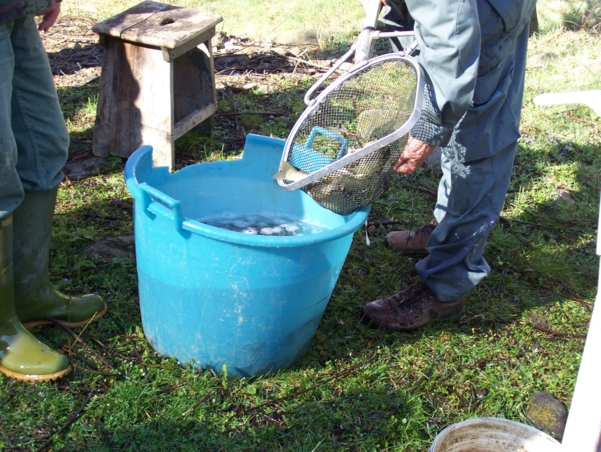  Image name: Pesca35.jpg 
 width: 601 pixel 
 height: 452 pixel 
 Size: 300580 bytes 
 Click to enlarge 