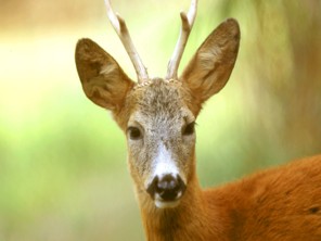  Image name: capriolo.jpg 
 width: 296 pixel 
 height: 222 pixel 
 Size: 14520 bytes 
 Click to enlarge 