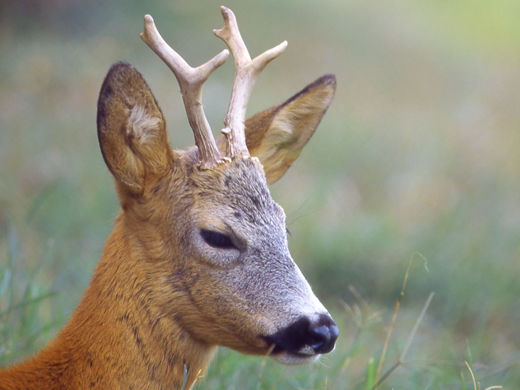  Image name: capriolo2.jpg 
 width: 1024 pixel 
 height: 768 pixel 
 Size: 119164 bytes 
 Click to enlarge 