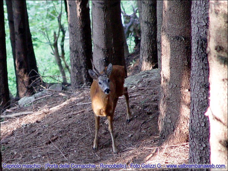  Image name: capriolo3.jpg 
 width: 802 pixel 
 height: 602 pixel 
 Size: 163141 bytes 
 Click to enlarge 