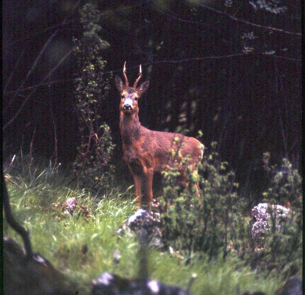  Image name: capriolo4.jpg 
 width: 621 pixel 
 height: 600 pixel 
 Size: 92247 bytes 
 Click to enlarge 