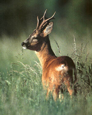  Image name: capriolo5.jpg 
 width: 300 pixel 
 height: 377 pixel 
 Size: 24337 bytes 
 Click to enlarge 