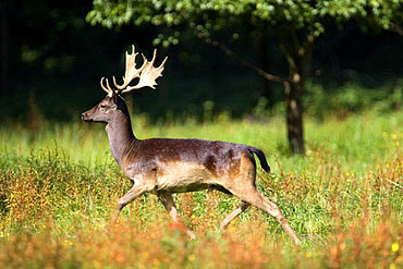  Image name: cervo3.jpg 
 width: 370 pixel 
 height: 247 pixel 
 Size: 33277 bytes 
 Click to enlarge 