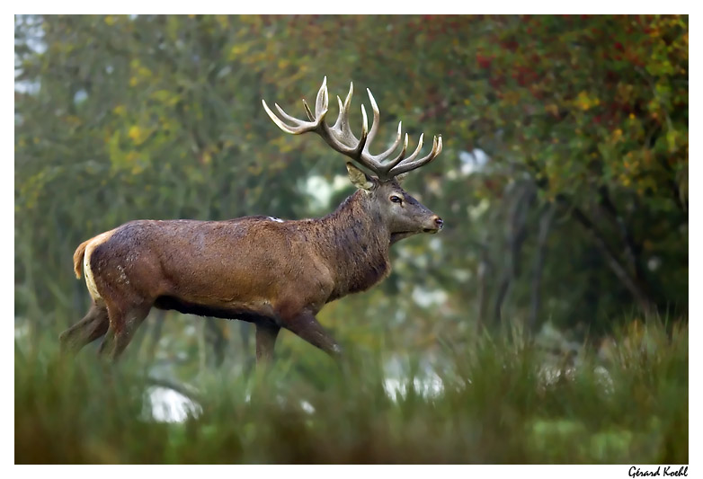  Image name: cervo7.jpg 
 width: 782 pixel 
 height: 533 pixel 
 Size: 109468 bytes 
 Click to enlarge 