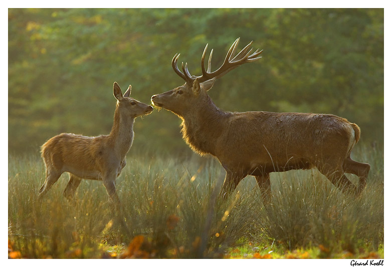  Image name: cervo9.jpg 
 width: 782 pixel 
 height: 533 pixel 
 Size: 121297 bytes 
 Click to enlarge 