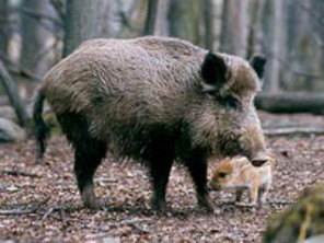  Image name: cinghiale.jpg 
 width: 296 pixel 
 height: 222 pixel 
 Size: 23429 bytes 
 Click to enlarge 