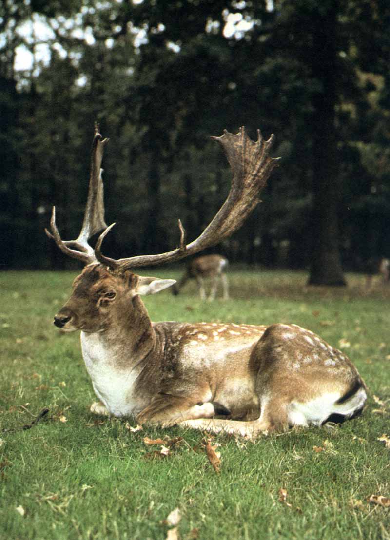  Image name: daino2.jpg 
 width: 800 pixel 
 height: 1108 pixel 
 Size: 90095 bytes 
 Click to enlarge 