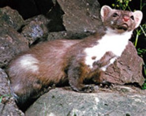  Image name: faina.jpg 
 width: 296 pixel 
 height: 235 pixel 
 Size: 23876 bytes 
 Click to enlarge 