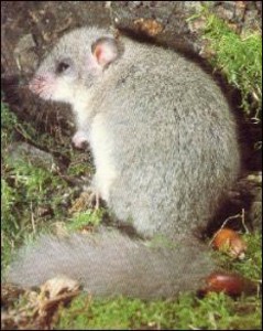  Image name: ghiro.jpg 
 width: 239 pixel 
 height: 300 pixel 
 Size: 29161 bytes 
 Click to enlarge 