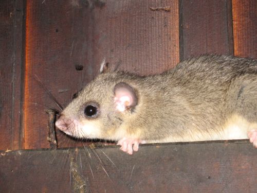  Image name: ghiro4.jpg 
 width: 500 pixel 
 height: 375 pixel 
 Size: 35833 bytes 
 Click to enlarge 