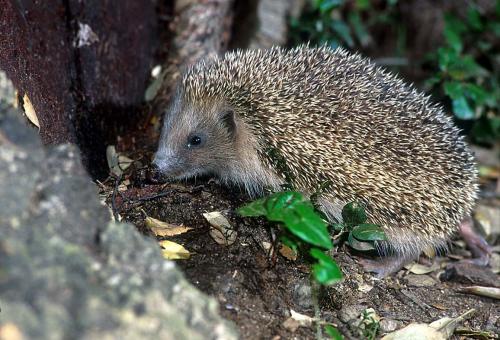  Image name: istrice2.jpg 
 width: 500 pixel 
 height: 340 pixel 
 Size: 47469 bytes 
 Click to enlarge 