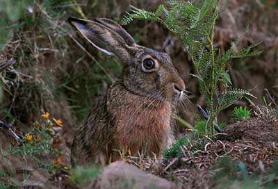  Image name: lepre5.jpg 
 width: 400 pixel 
 height: 272 pixel 
 Size: 63345 bytes 
 Click to enlarge 