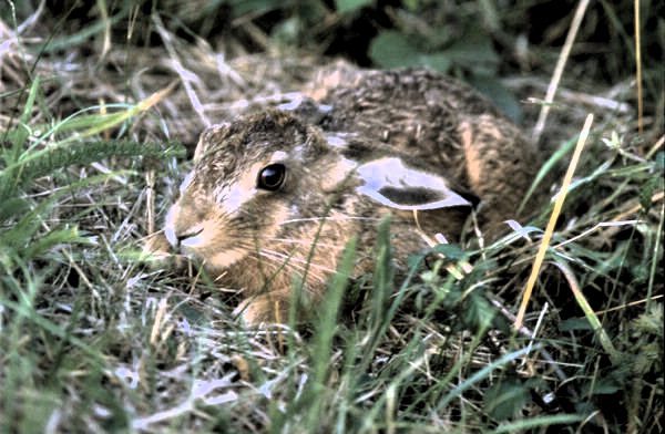  Image name: lepre7.jpg 
 width: 600 pixel 
 height: 392 pixel 
 Size: 83498 bytes 
 Click to enlarge 