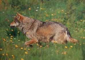  Image name: lupo2.jpg 
 width: 296 pixel 
 height: 210 pixel 
 Size: 20640 bytes 
 Click to enlarge 