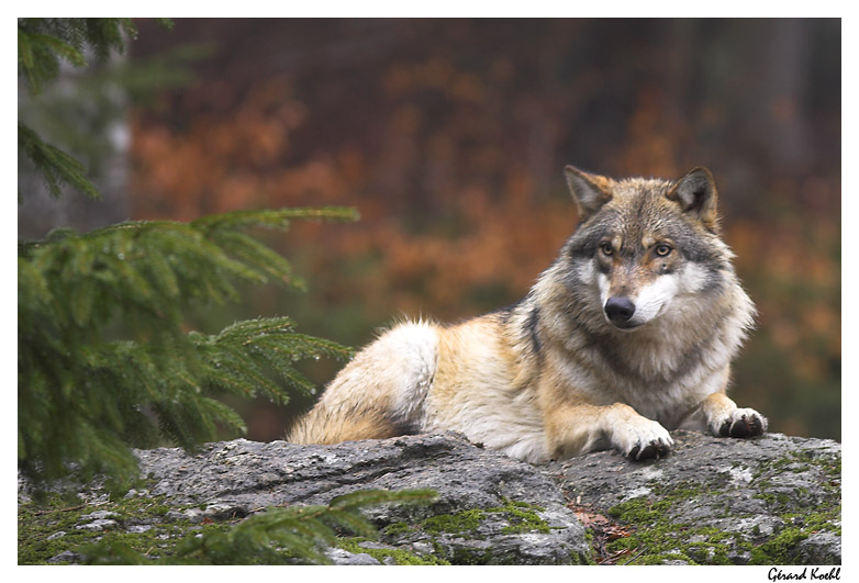  Image name: lupo3.jpg 
 width: 782 pixel 
 height: 531 pixel 
 Size: 147659 bytes 
 Click to enlarge 