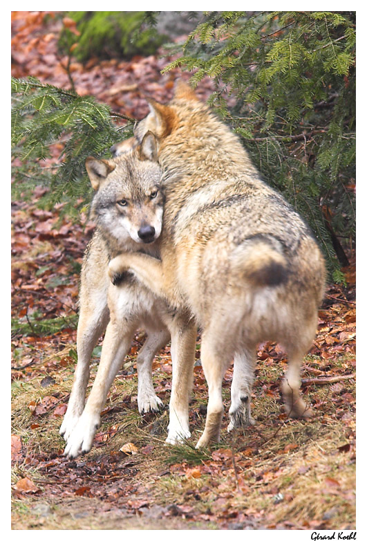  Image name: lupo4.jpg 
 width: 531 pixel 
 height: 782 pixel 
 Size: 232886 bytes 
 Click to enlarge 