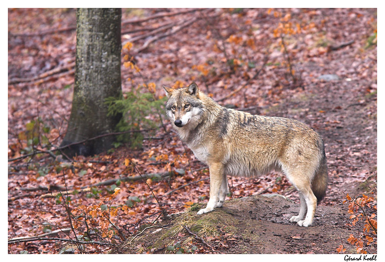  Image name: lupo5.jpg 
 width: 782 pixel 
 height: 531 pixel 
 Size: 228658 bytes 
 Click to enlarge 