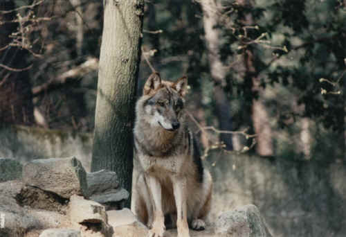  Image name: lupo8.jpg 
 width: 500 pixel 
 height: 342 pixel 
 Size: 20465 bytes 
 Click to enlarge 