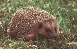  Image name: riccio.jpg 
 width: 296 pixel 
 height: 191 pixel 
 Size: 25362 bytes 
 Click to enlarge 