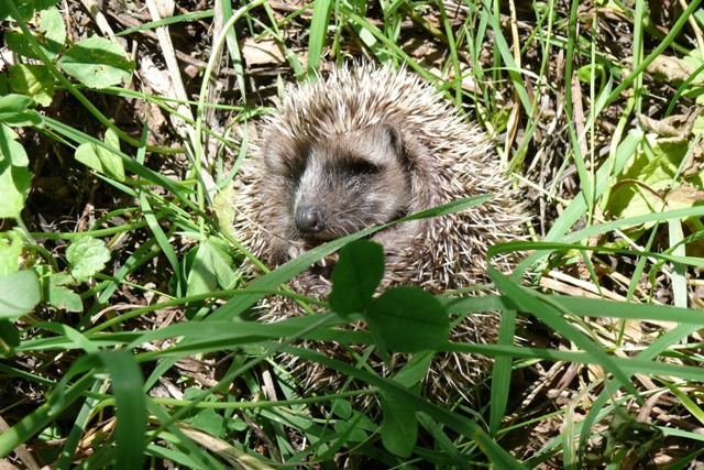  Image name: riccio2.jpg 
 width: 640 pixel 
 height: 427 pixel 
 Size: 160336 bytes 
 Click to enlarge 