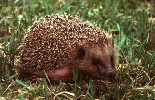  Image name: riccio3.jpg 
 width: 500 pixel 
 height: 323 pixel 
 Size: 56009 bytes 
 Click to enlarge 