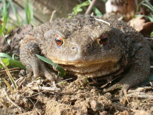  Image name: rospo2.jpg 
 width: 500 pixel 
 height: 375 pixel 
 Size: 49084 bytes 
 Click to enlarge 