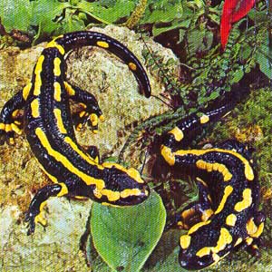  Image name: salamandra1.jpg 
 width: 300 pixel 
 height: 300 pixel 
 Size: 49166 bytes 
 Click to enlarge 