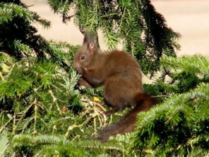  Image name: scoiattolo2.jpg 
 width: 296 pixel 
 height: 222 pixel 
 Size: 33899 bytes 
 Click to enlarge 