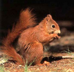  Image name: scoiattolo3.jpg 
 width: 296 pixel 
 height: 289 pixel 
 Size: 24613 bytes 
 Click to enlarge 