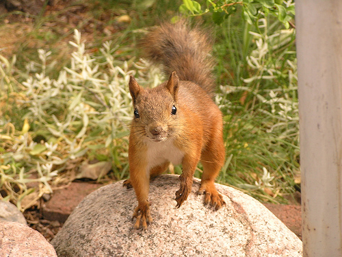  Image name: scoiattolo6.jpg 
 width: 500 pixel 
 height: 375 pixel 
 Size: 150815 bytes 
 Click to enlarge 