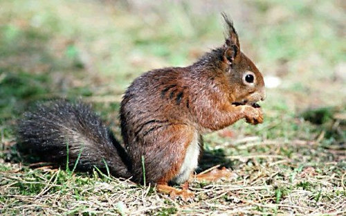  Image name: scoiattolo7.jpg 
 width: 500 pixel 
 height: 312 pixel 
 Size: 60310 bytes 
 Click to enlarge 