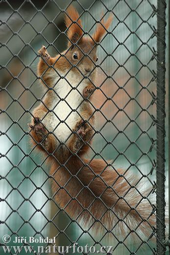  Image name: scoiattolo8.jpg 
 width: 347 pixel 
 height: 520 pixel 
 Size: 52506 bytes 
 Click to enlarge 