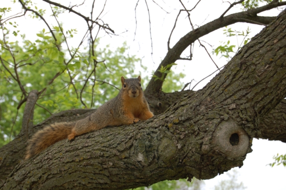  Image name: scoiattolo9.jpg 
 width: 575 pixel 
 height: 382 pixel 
 Size: 195005 bytes 
 Click to enlarge 